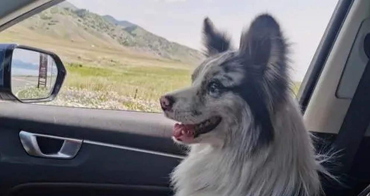 Son Gelişme: 1,5 milyon takipçili fenomen köpeğin trajik sonu - Son Dakika: Gelişmeler Takip Ediliyor