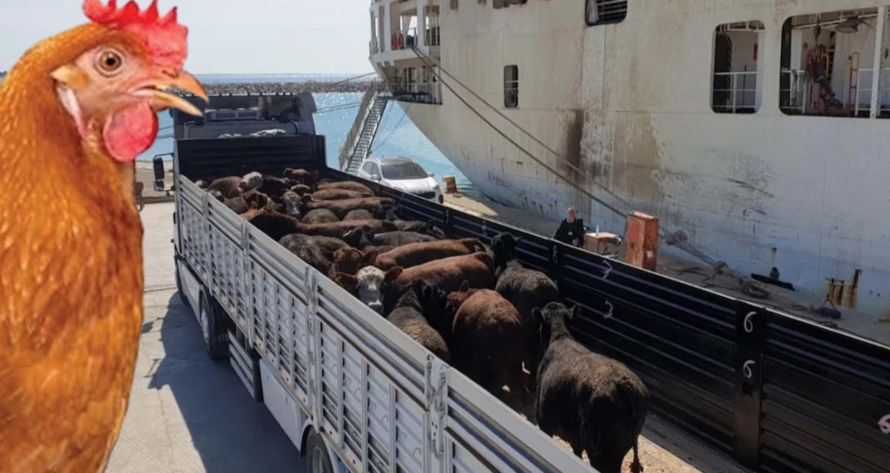 We sold chickens worth 13 million dollars and bought cattle worth 500 million dollars - News