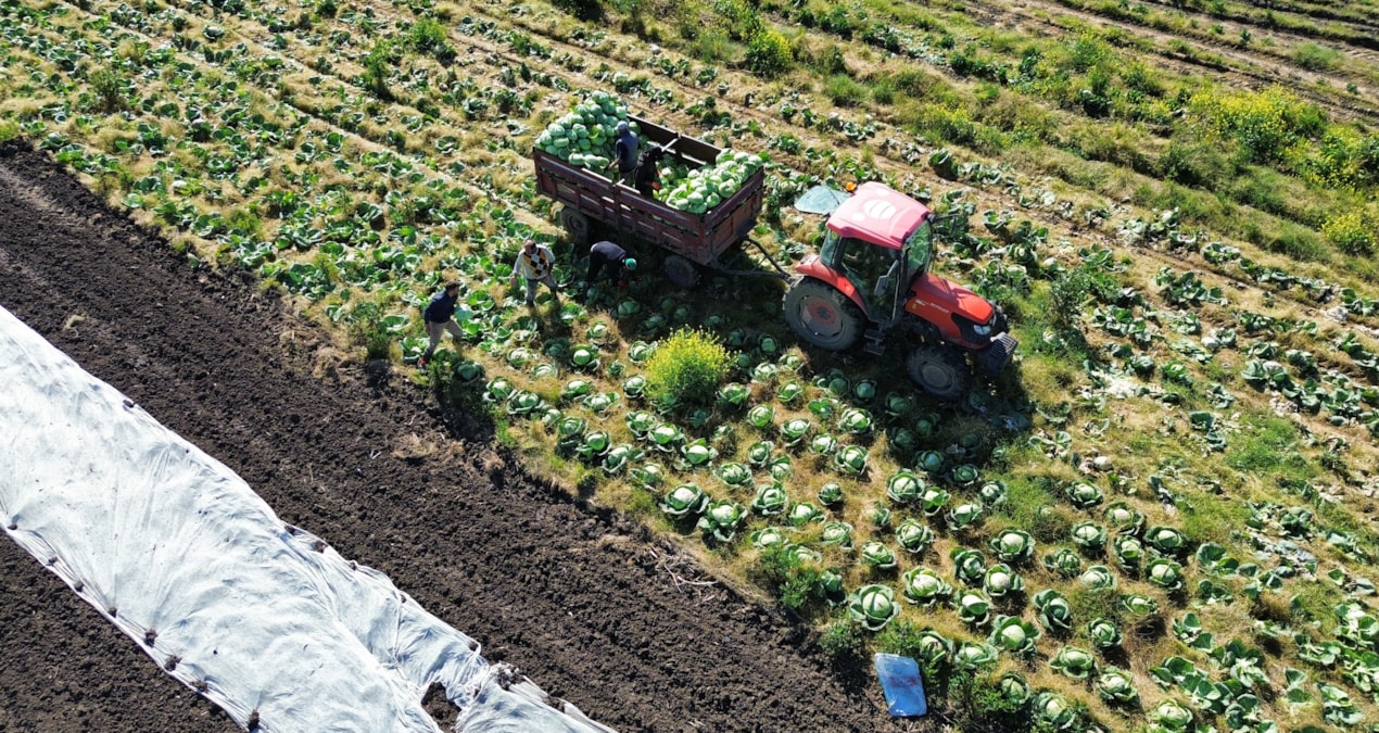 Son Gelişme: 175 bin tonluk hasat tamamlandı: Kilosu 15 liradan satışa çıktı - En Son Haber - Son Dakika Bilgi