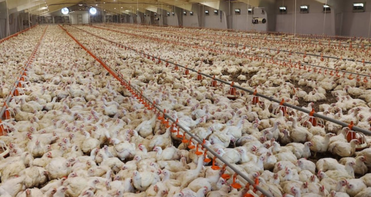 Son Gelişme: 2.600 nüfuslu şehri tesis kuracaklar: Dakikada 91 adet yumurta üretilecek - Haberleri | İşte Tüm