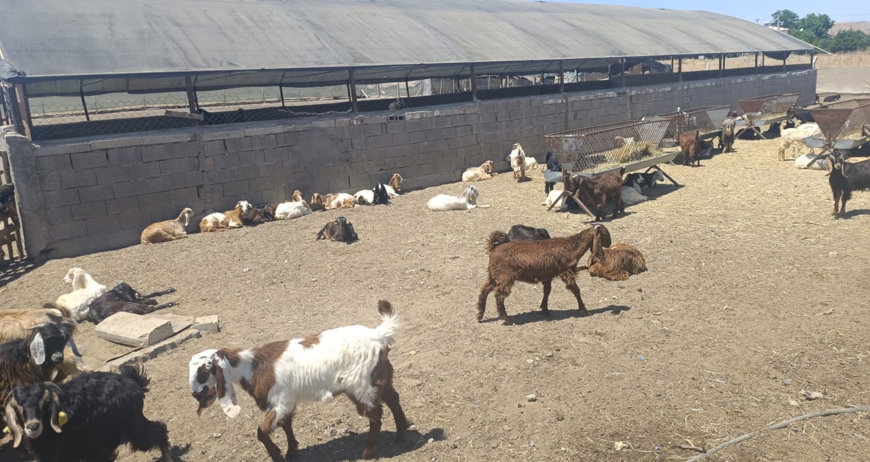 OSB clamps down on 25 years of labor: Breeders are fighting for their land - Last Minute