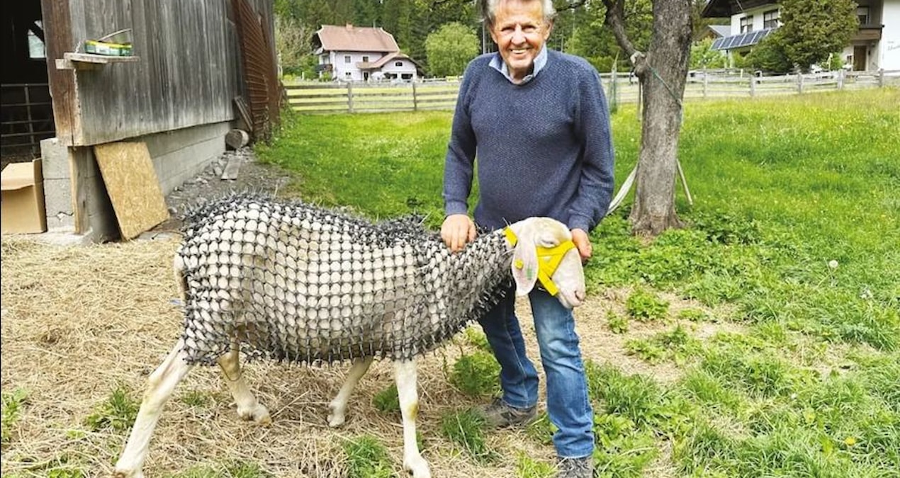 Kritik Açıklama: 3 yıl boyunca durmadan çalıştı: Koyunlarını şövalyeye çevirdi - Haberleri ve Merak Edilenler
