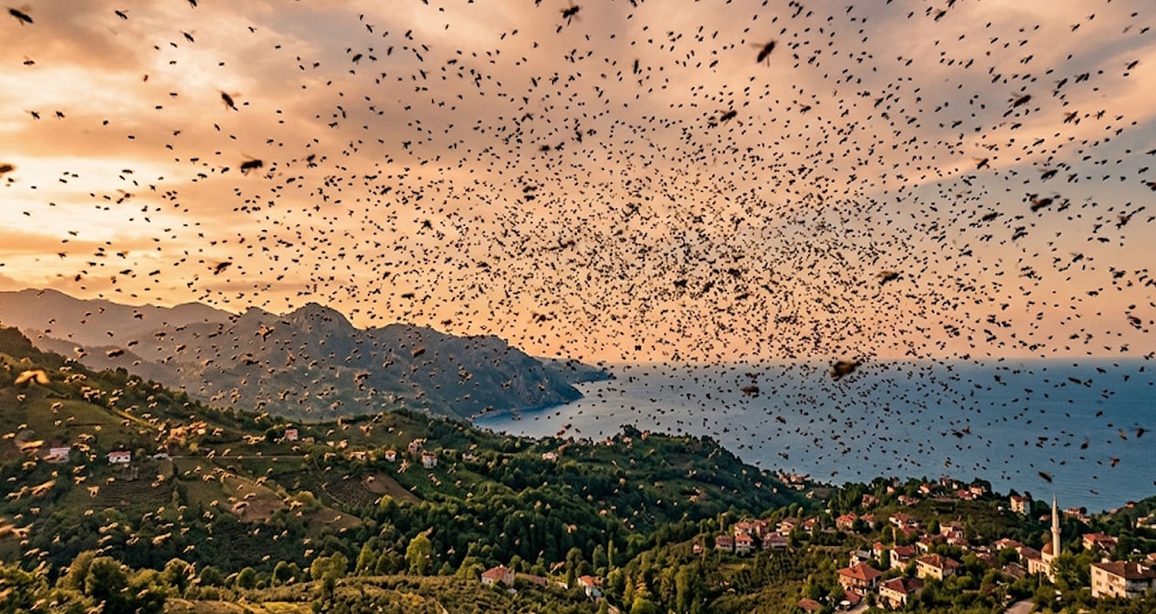 Son Gelişme: 300 bin tanesini havaya bıraktılar - Son Dakika