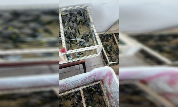 350 Saka Kuşu Yasa Dışı Yurt Dışı Çıkışında Yakalandı, Doğaya Salındı - Son Dakika | İşte Tüm Ayrıntılar