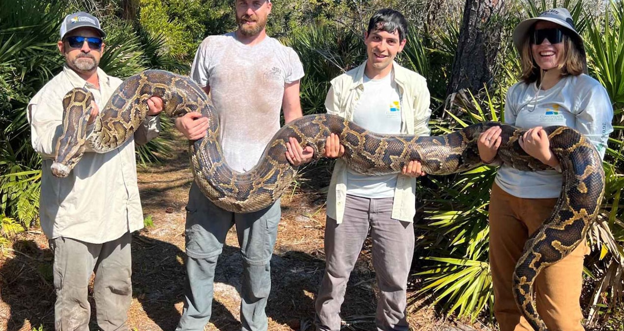 4-ton giant python snake became a nightmare - Last Minute