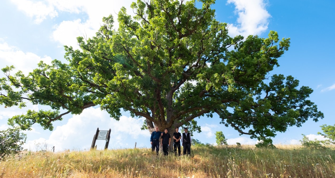 It has been standing for 544 years: Villagers protect it like their eyes - Last Minute