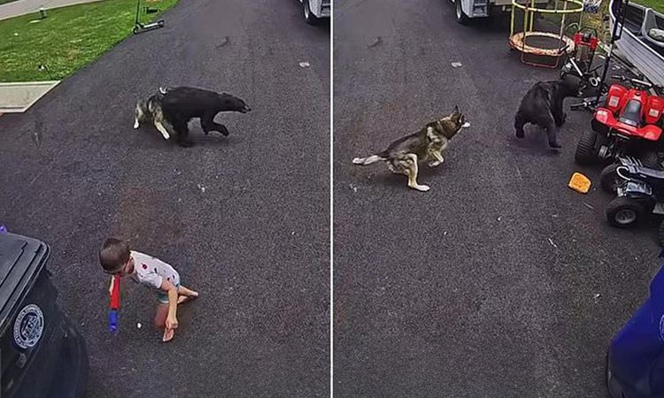 Son Gelişme: 6 yaşındaki çocuğu ayı taarruzsından köpeği kurtardı - Son Dakika