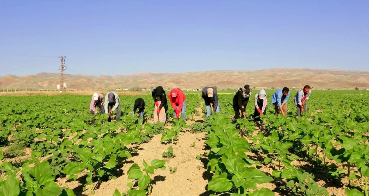 Gündemden Son Bilgiler: 600 kilometre yol gelip saat 5'te mesaiye başlıyorlar - Son Dakika: Gelişmeler Takip E
