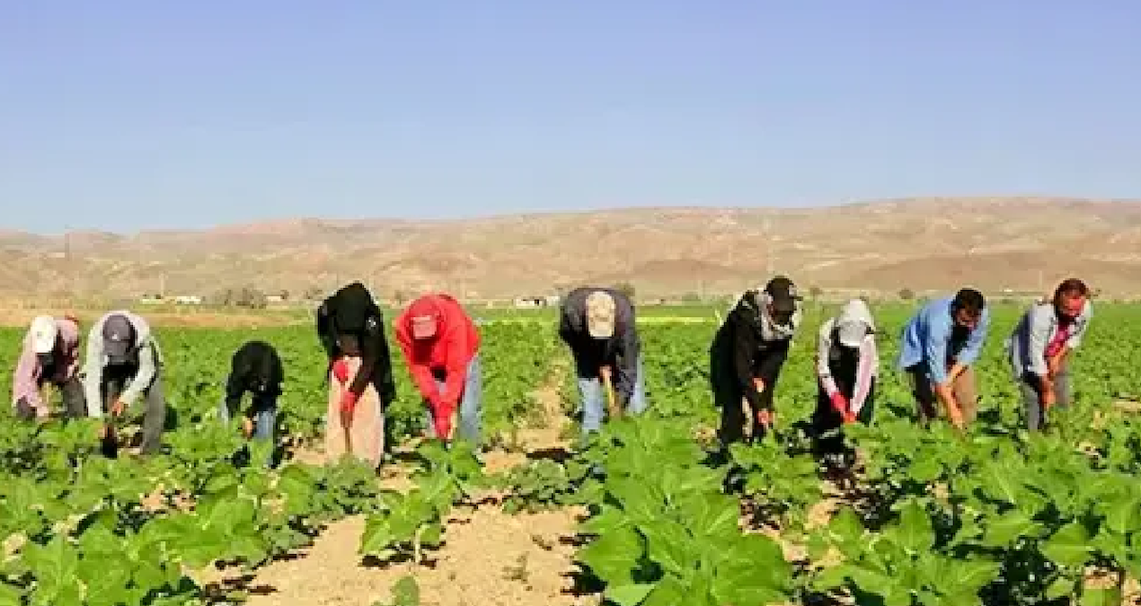 Sıcak Gündem: 600 kilometre yol gelip sabah 05.00'te tarlaya koşuyorlar: 7 ay sürüyor - En Son Haber: Gelişmel
