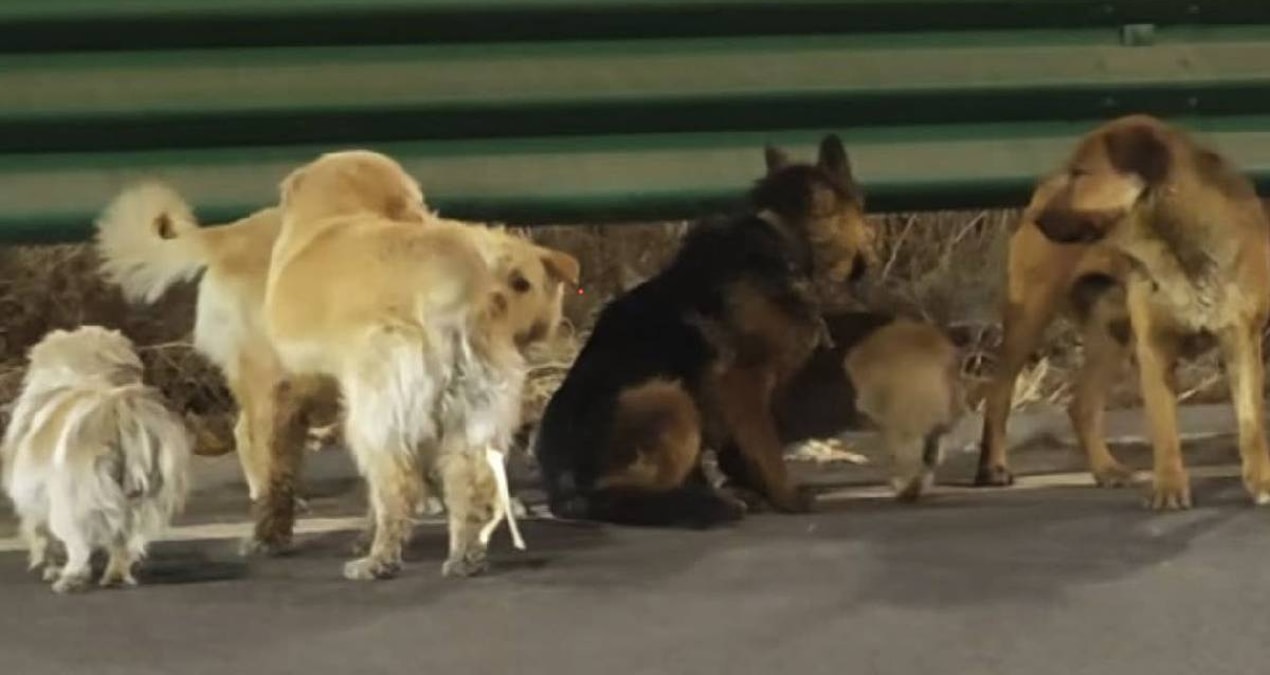 Sıcak Gündem: 7 köpek kasaptan kurtulmak için 17 km koştu: Kesip satacaktı - Son Dakika Haberleri