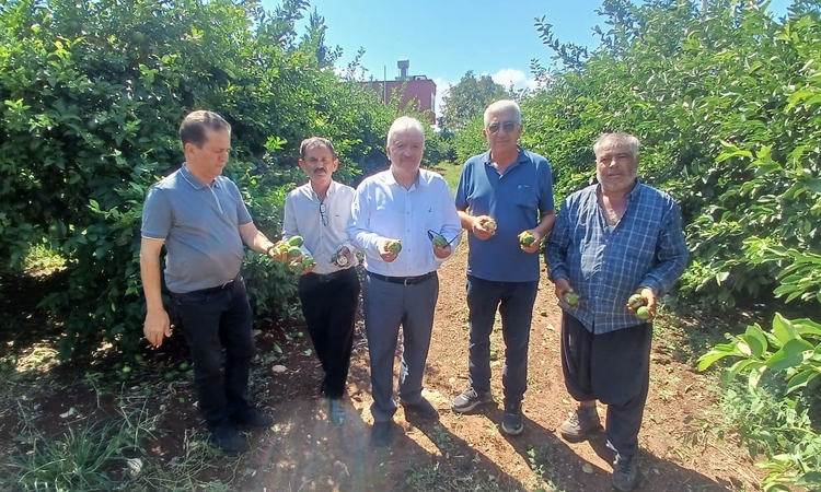 Adana Yüreğir'de dolu, turunçgil başta olmak üzere 35 bin dönüm tarım alanını vurdu - Son Dakika Bilgileri