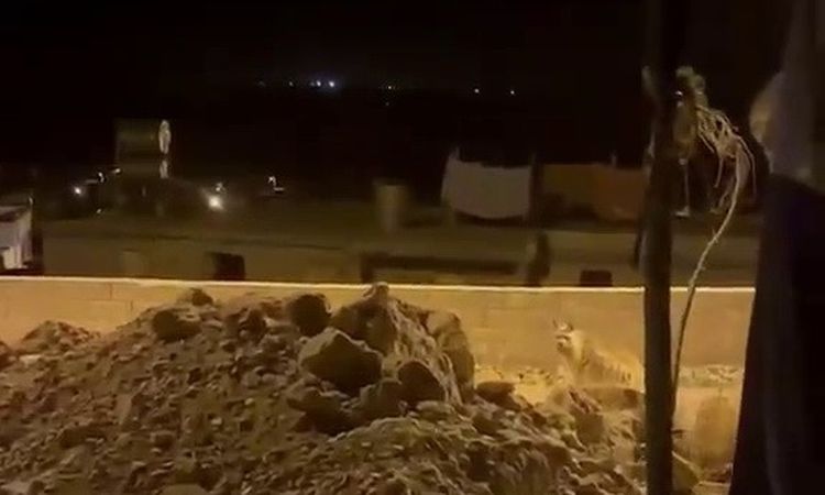 Kritik Açıklama: Adıyaman'da Köye İnen Çizgili Sırtlan Cep Telefonuyla Görüntülendi - Son Dakika Haberleri - S