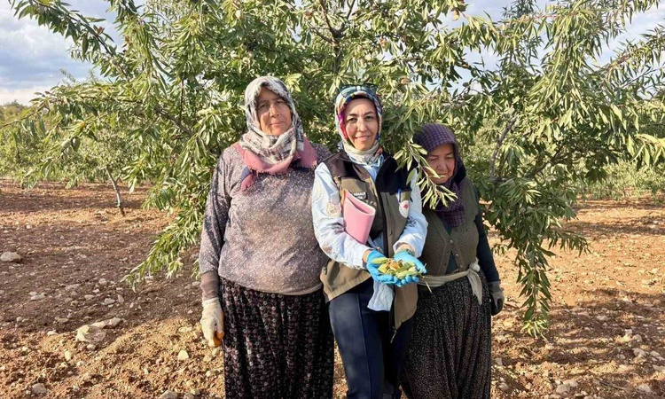 Afyonkarahisar'da meyve bahçelerinde Xylella fastidiosa için saha kontrolü yapıldı