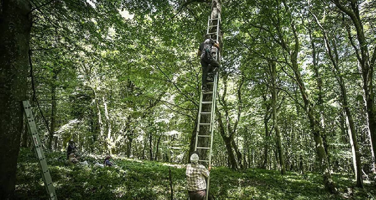 It is harvested by climbing trees: 3500 lira per kilo - Breaking News