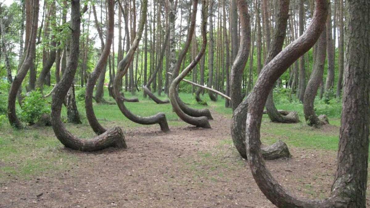 Agenda - All the trees in this forest are C-shaped, but there is a big problem (Details)