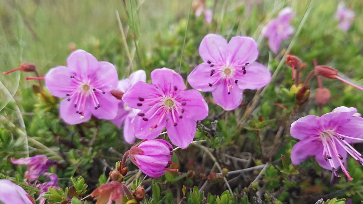 Endemic mountain rose blooms in Artvin, sparking calls for renaming to 'Murgul gülü'.