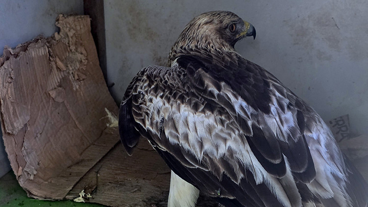 Latest: Heartwarming Scene in Sivas as Police Officers Rescue Injured Eagle Chick