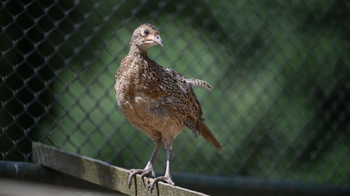Latest Development: 51 thousand poultry will be released into nature in 62 provinces against harmful insects: Here are the Details