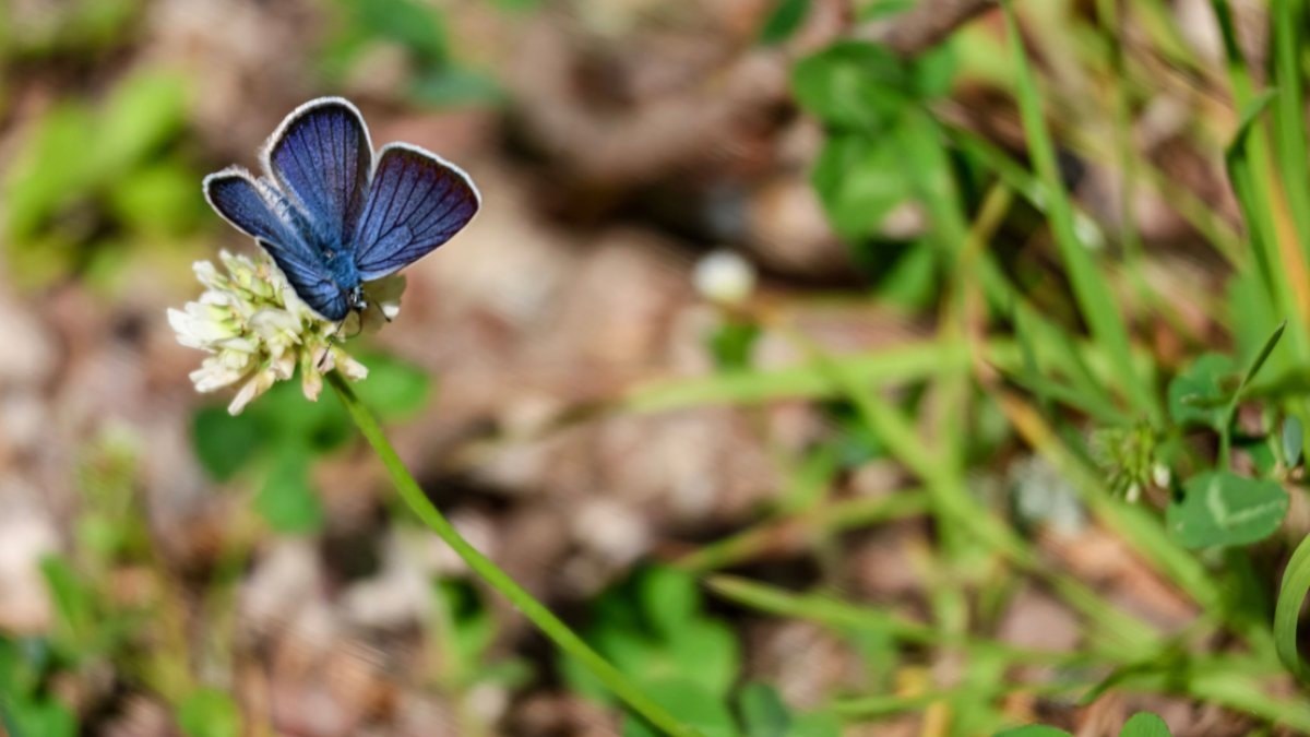 Agenda - Bosnian children turning into blue butterflies: Here are the Details