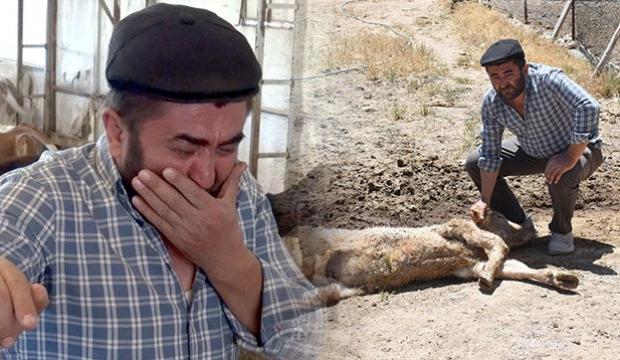 9 calves perished! The Besici talked tearfully and Latest Developments