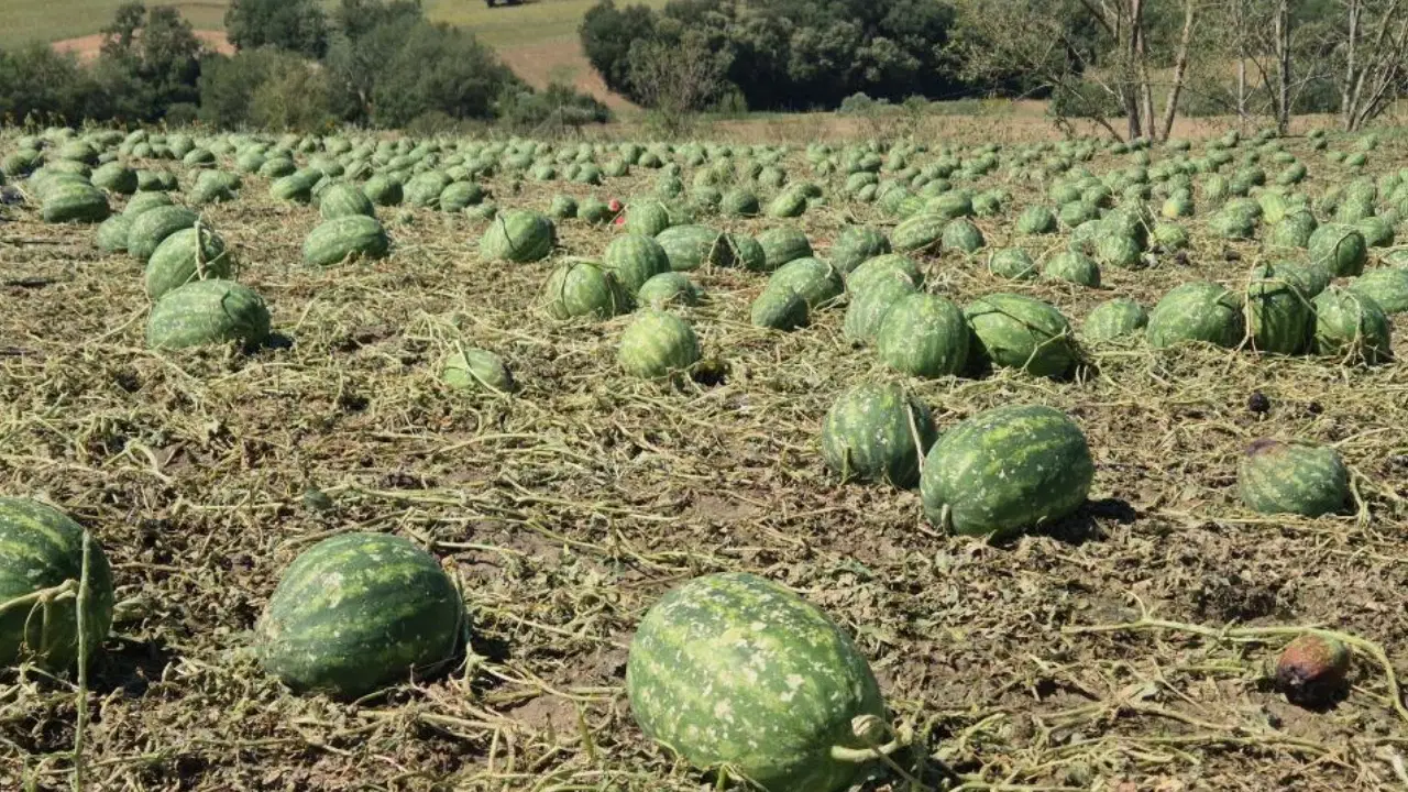 Supercell storm hits Tekirdağ, causing severe damage to agricultural areas.