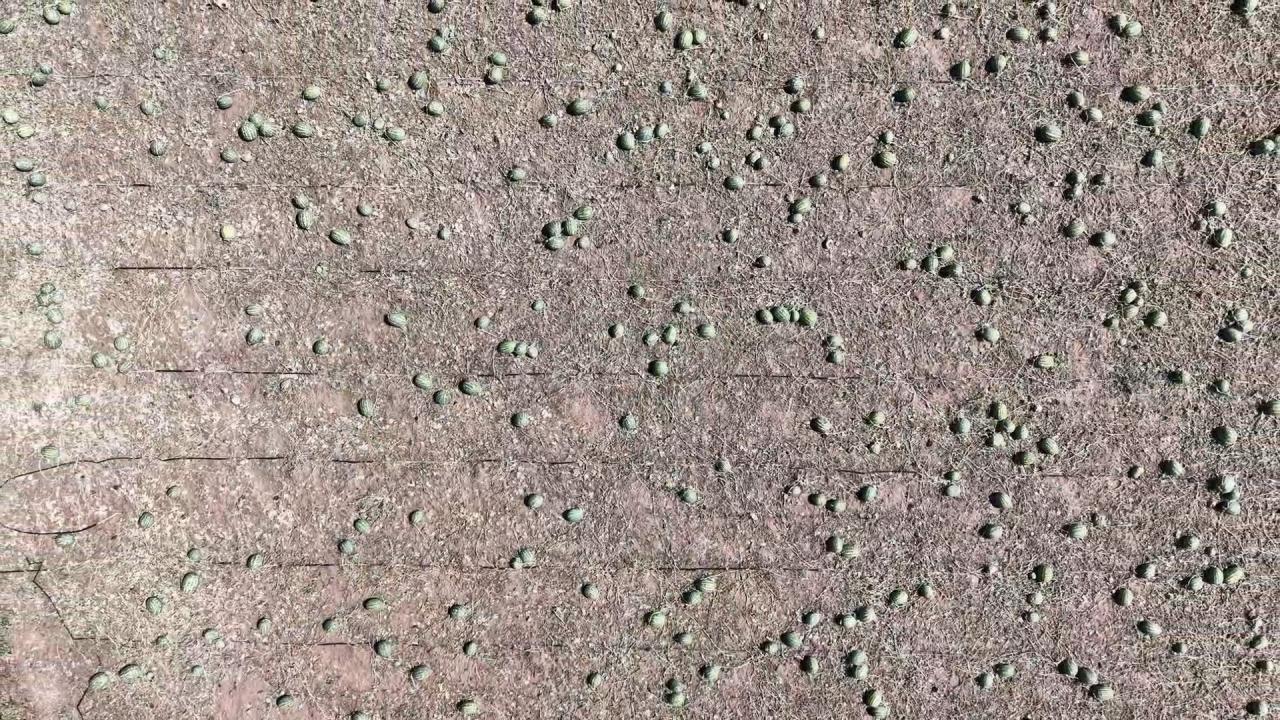 Latest Development: "Super cell" hit Tekirdağ! 35 thousand decares of cultivated land was damaged: Here are the Details