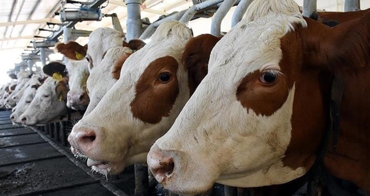To get rid of that problem, they painted the cows black and white like zebras (Details)