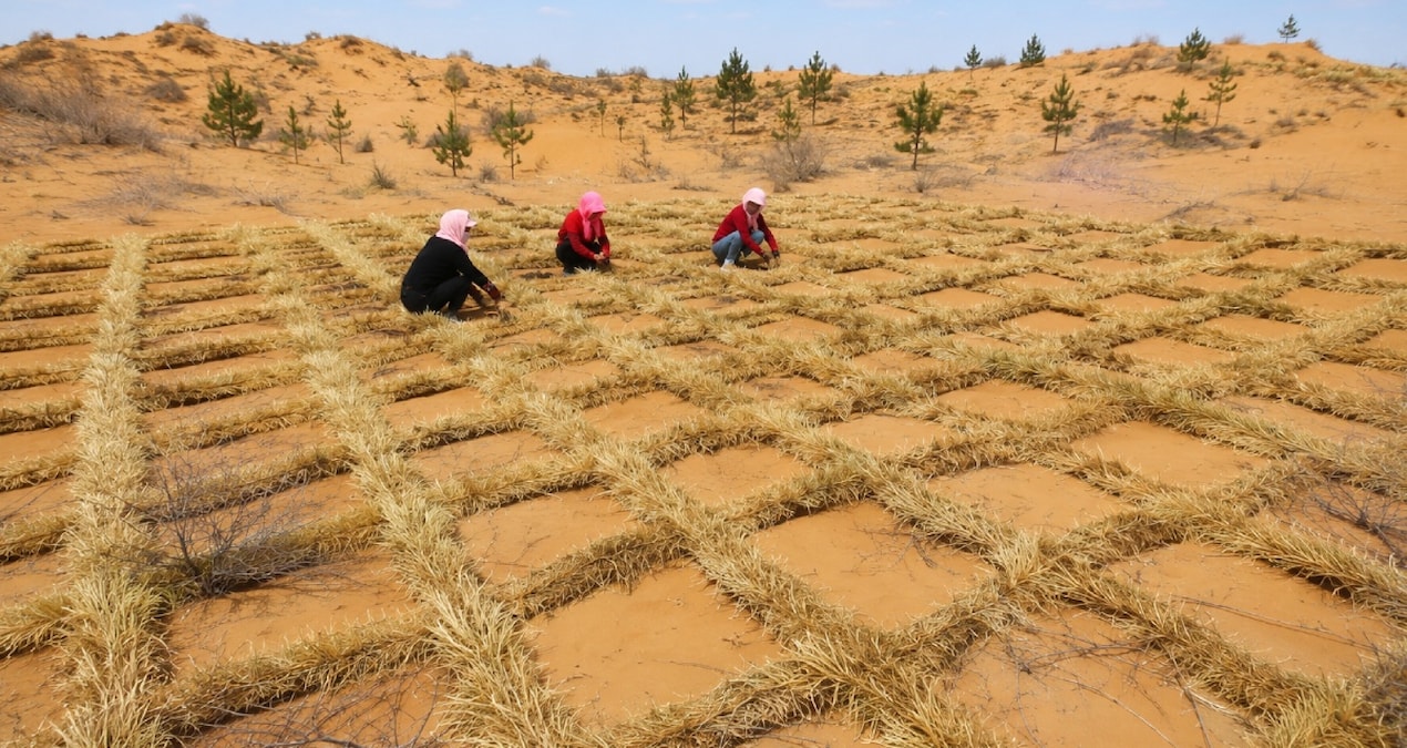 Latest Development: They spread tons of straw on the desert: Here are the Details