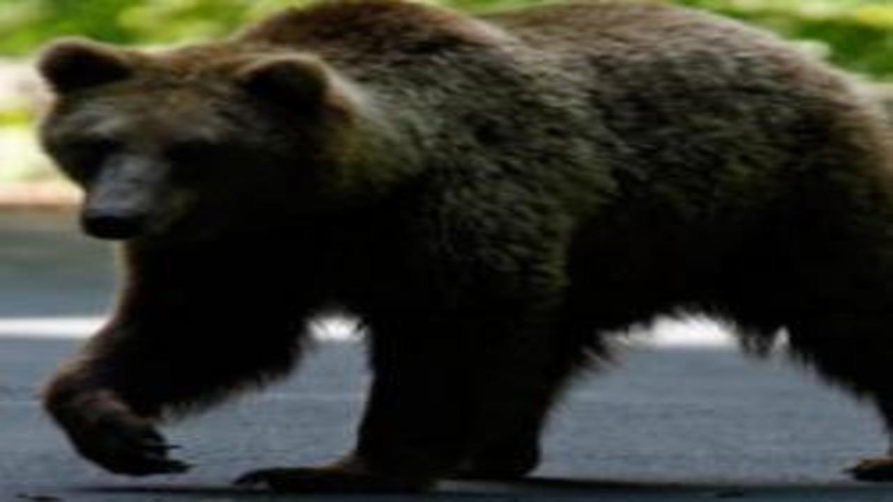 Agenda - Runaway bear alarm in Japan! and Latest Developments