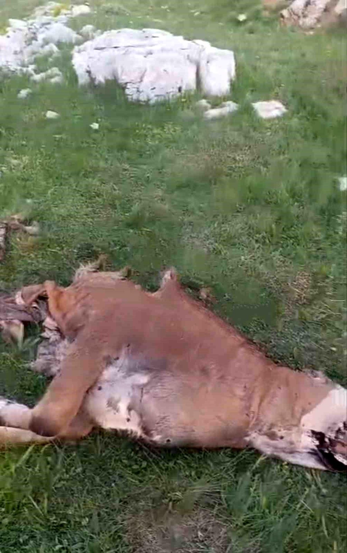 Analysis | A hungry bear killed a heifer on the plateau in Gümüşhane