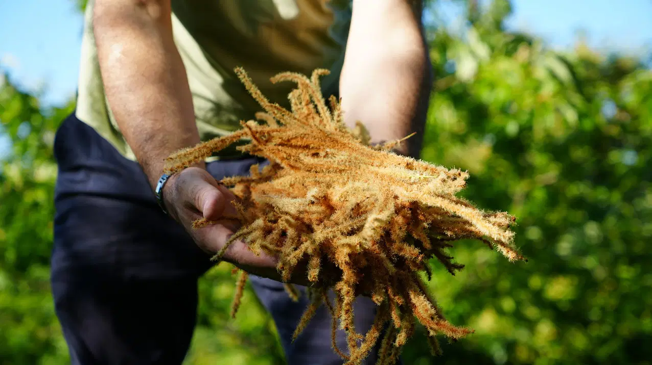 Latest Development: It was falling on the ground and was going to waste! Linden's new rival: Source of antioxidants...