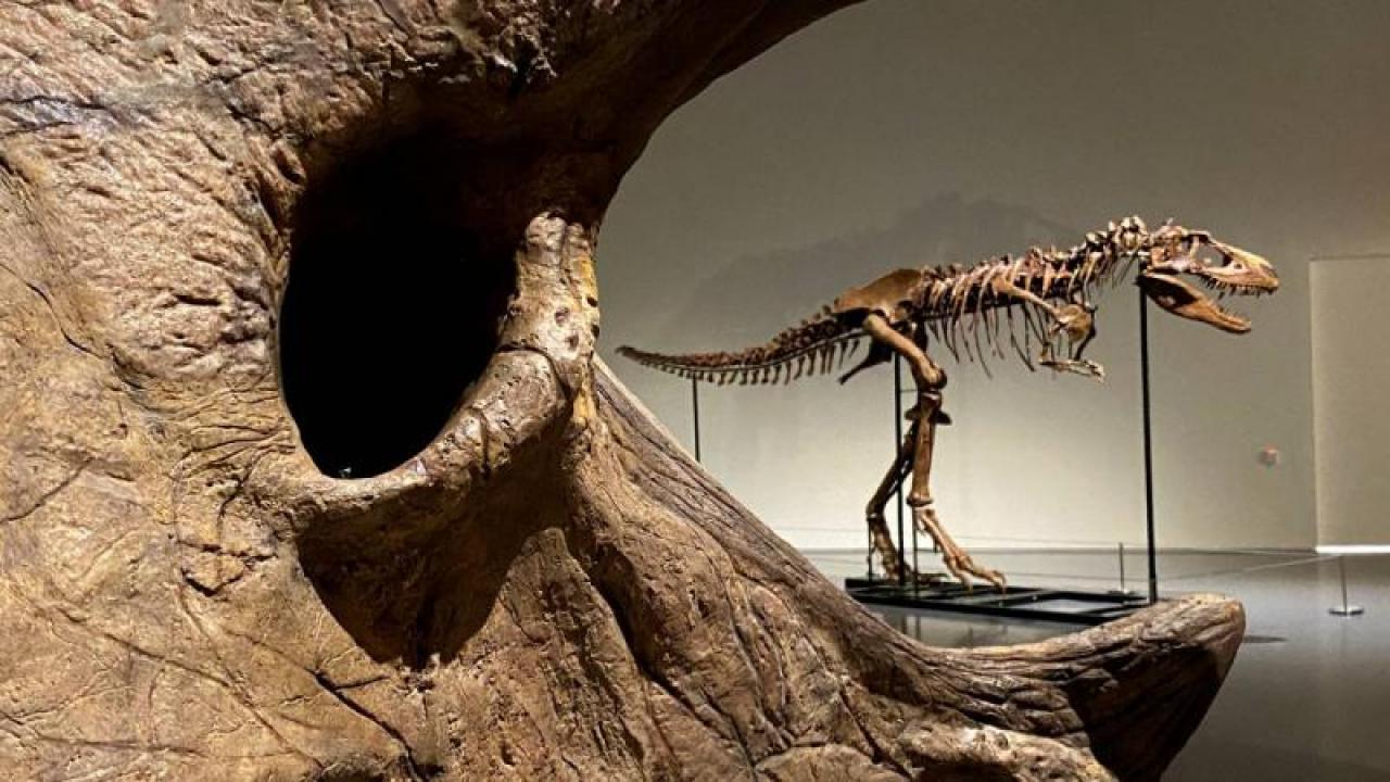 Latest Development: 67 million year old record! A rare T. rex skeleton is worth a fortune