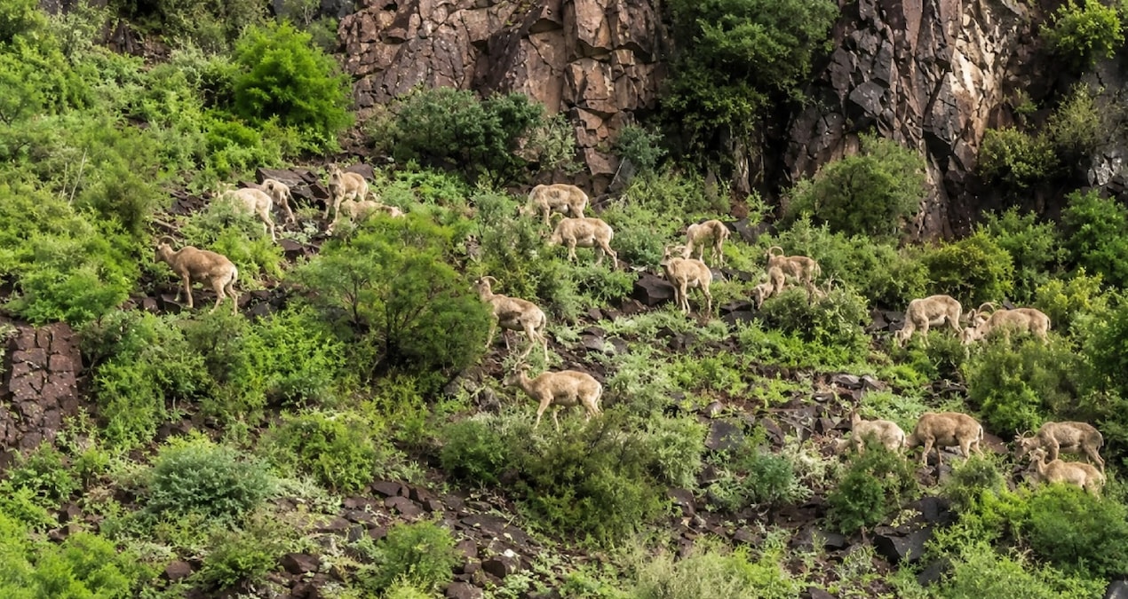 Concern is growing in the region: The bacteria carried by the invasive sheep turned out to be deadly: Here are the Details