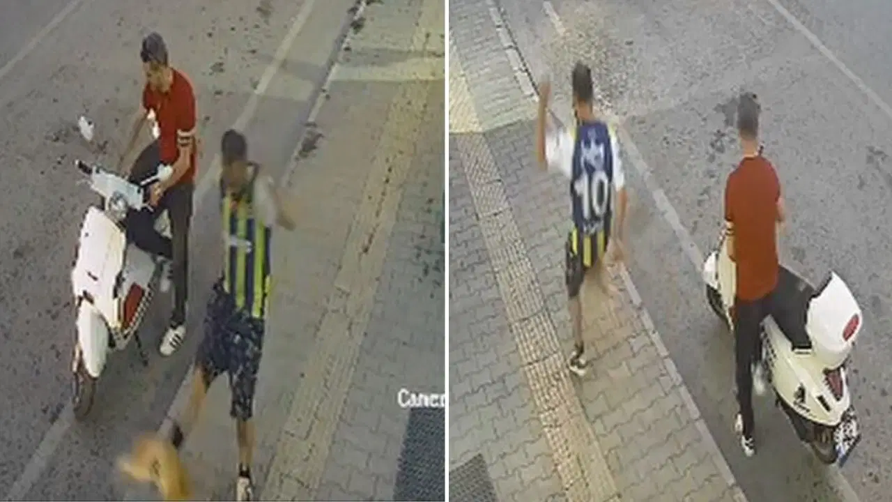 Latest Development: The suspect who kicked the cat in Samsun was captured (Details)
