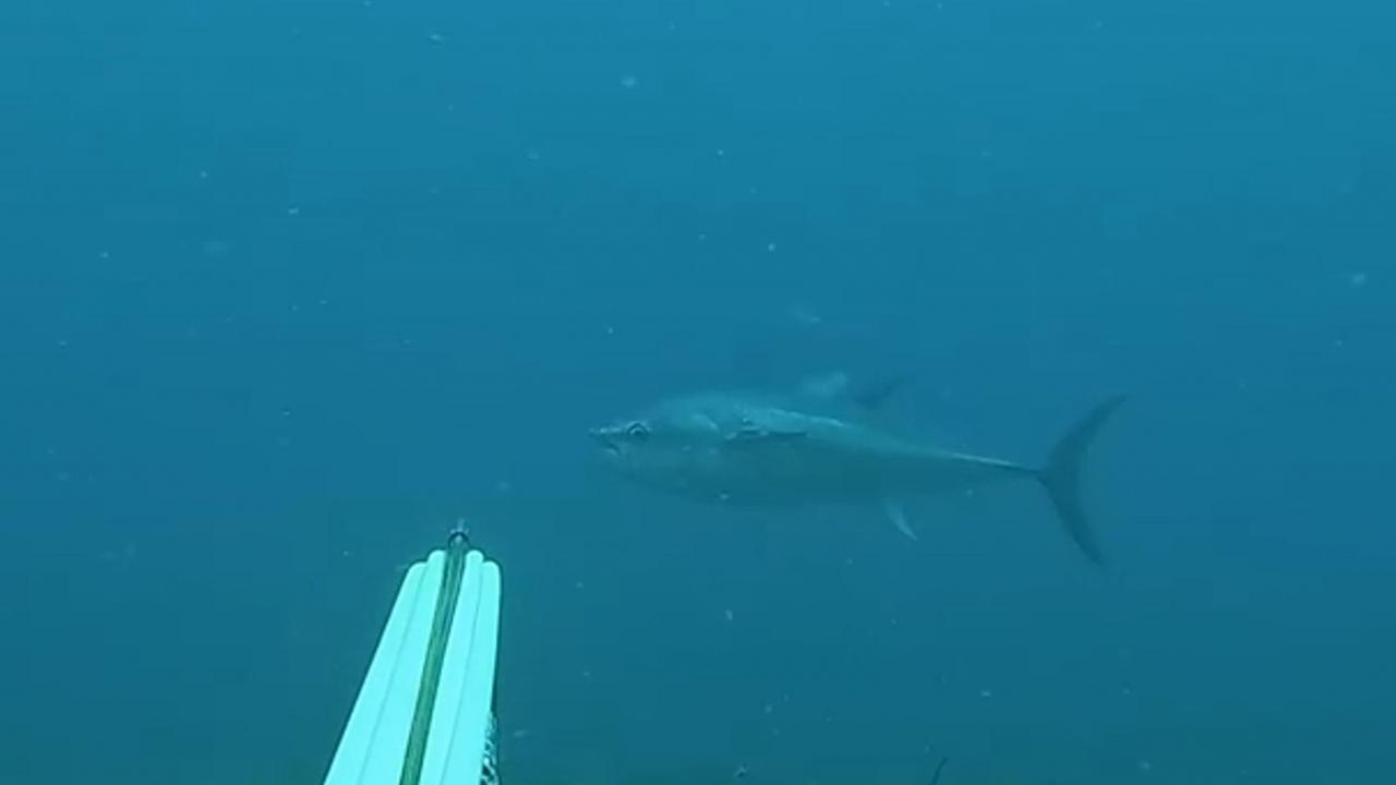 He hit his dream fish with a harpoon: This is how they caught the 1 meter 82 centimeter tuna: Here are the Details
