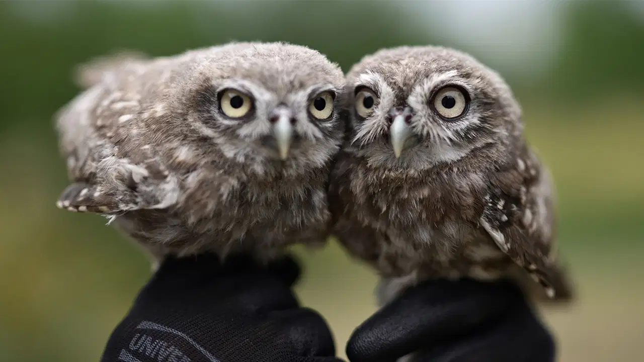 Agenda - Mobilization for two baby little owls that fell out of the nest in Düzce: They will return to nature in 10 days: Here are the Details