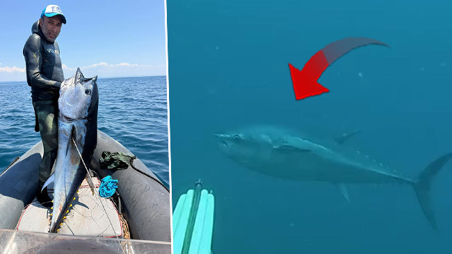 Caught with a harpoon in Gökçeada: 1 meter 82 centimeters tall! 'He dragged us into deep waters': Here are the Details