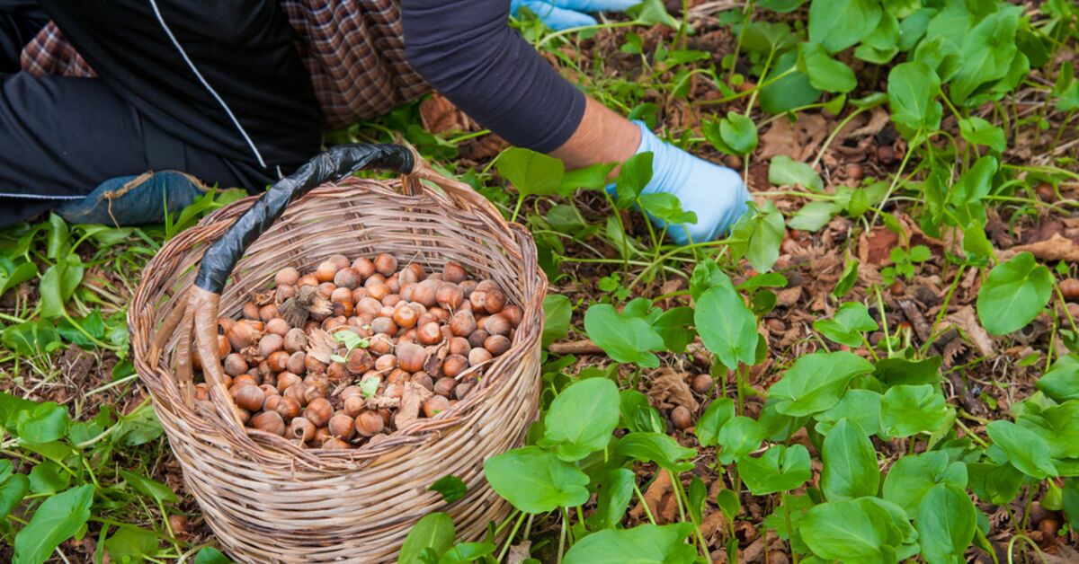 Analysis: Hazelnut Daily Wages Gain Clarity, Latest Developments