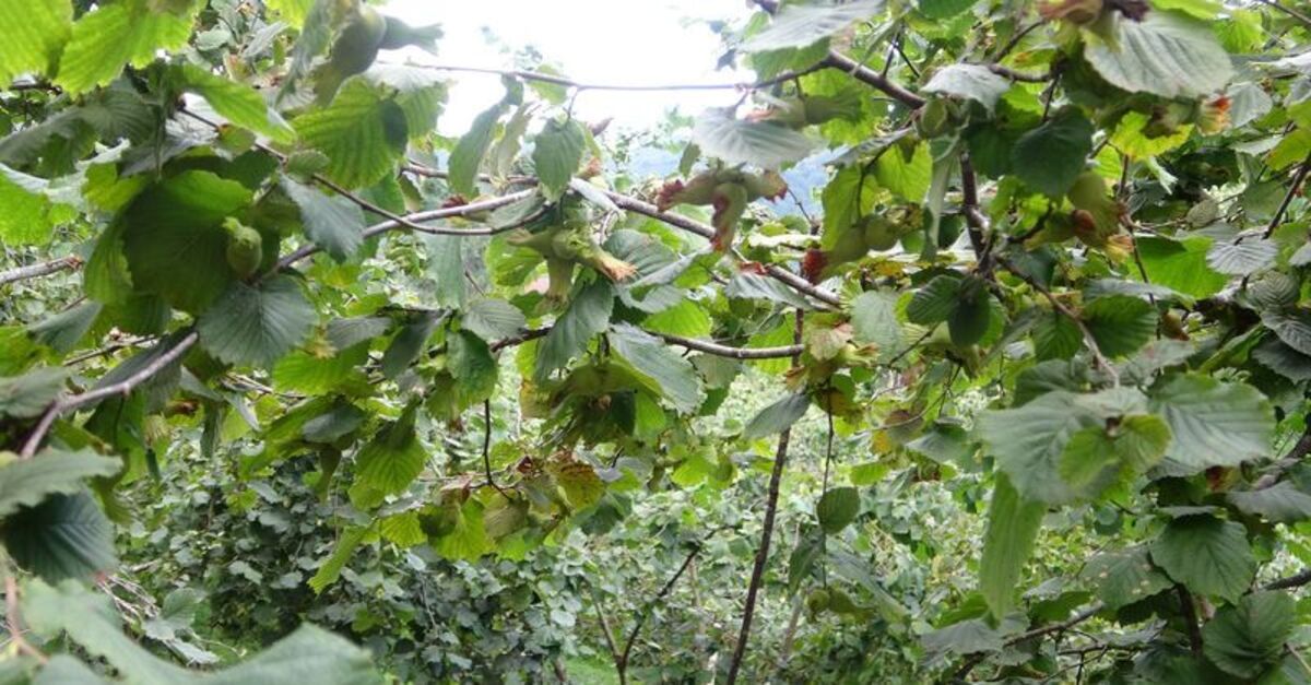 Giresun'da fındık işçisi yevmiyesi belirlendi ve Merak Edilenler