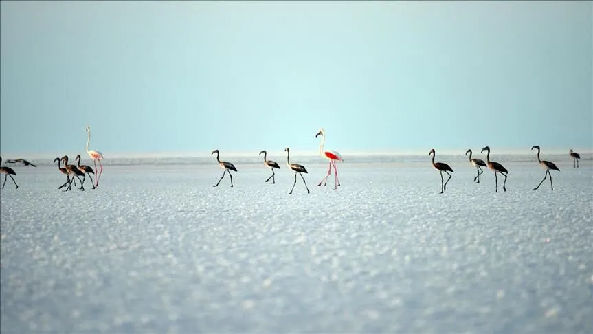 Son Gelişme: Bakan Kurum'dan 'Flamingo' paylaşımı: Son 5 yılın en yüksek yavru sayısına ulaştık (Detaylar) | İ