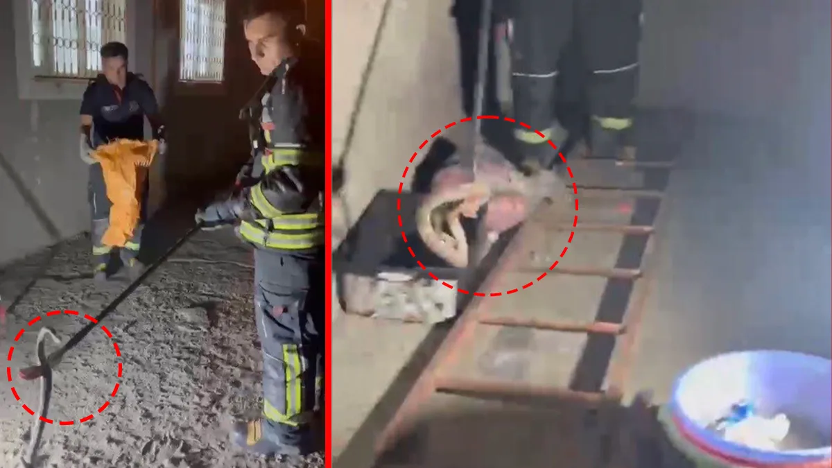 Son Gelişme: Analiz | Osmaniye’de zehirli engerek kabusu! Eve girmeye çalışan yılan böyle çıkarıldı (Detaylar)