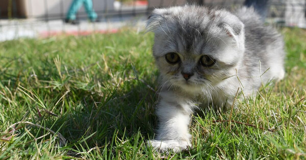 Rüyada yavru kedi görmek ne anlama gelir? (Detaylar): Gelişmeler Takip Ediliyor