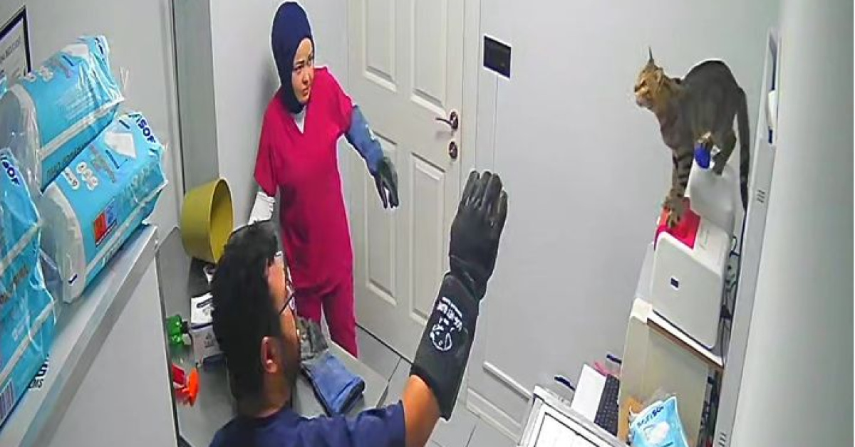 Gündemden Son Bilgiler: Son Gelişme: Sokak kedisi kliniği birbirine kattı! ve Son Gelişmeler