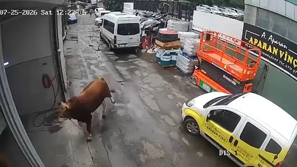 Ayrıntılar Netleşti: Son Gelişme: Kaçan boğa dükkana girdi: Çalışanlar neye uğradığını şaşırdı!: İşte Ayrıntıl