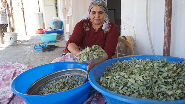 Gündemden Son Bilgiler: Şırnak dağlarında 30 yıl sonra gelen bereket: meşe yapraklarından süzülen "gezu" köylü