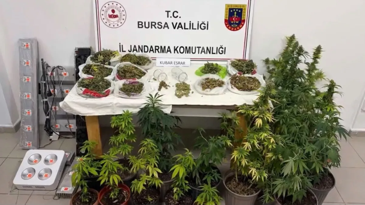 Kritik Açıklama: 24 İlde “Uyuşturucu Madde Satıcılarına ve Yasa Dışı Kenevir Ekimine” yönelik operasyon: 138 ş