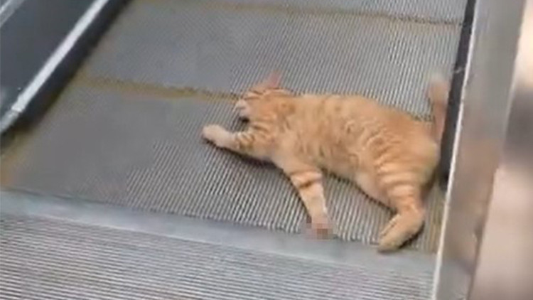 İstanbul'daki metro istasyonunda kedi yürüyen merdivene sıkıştı ve Son Gelişmeler - Son Dakika Bilgileri