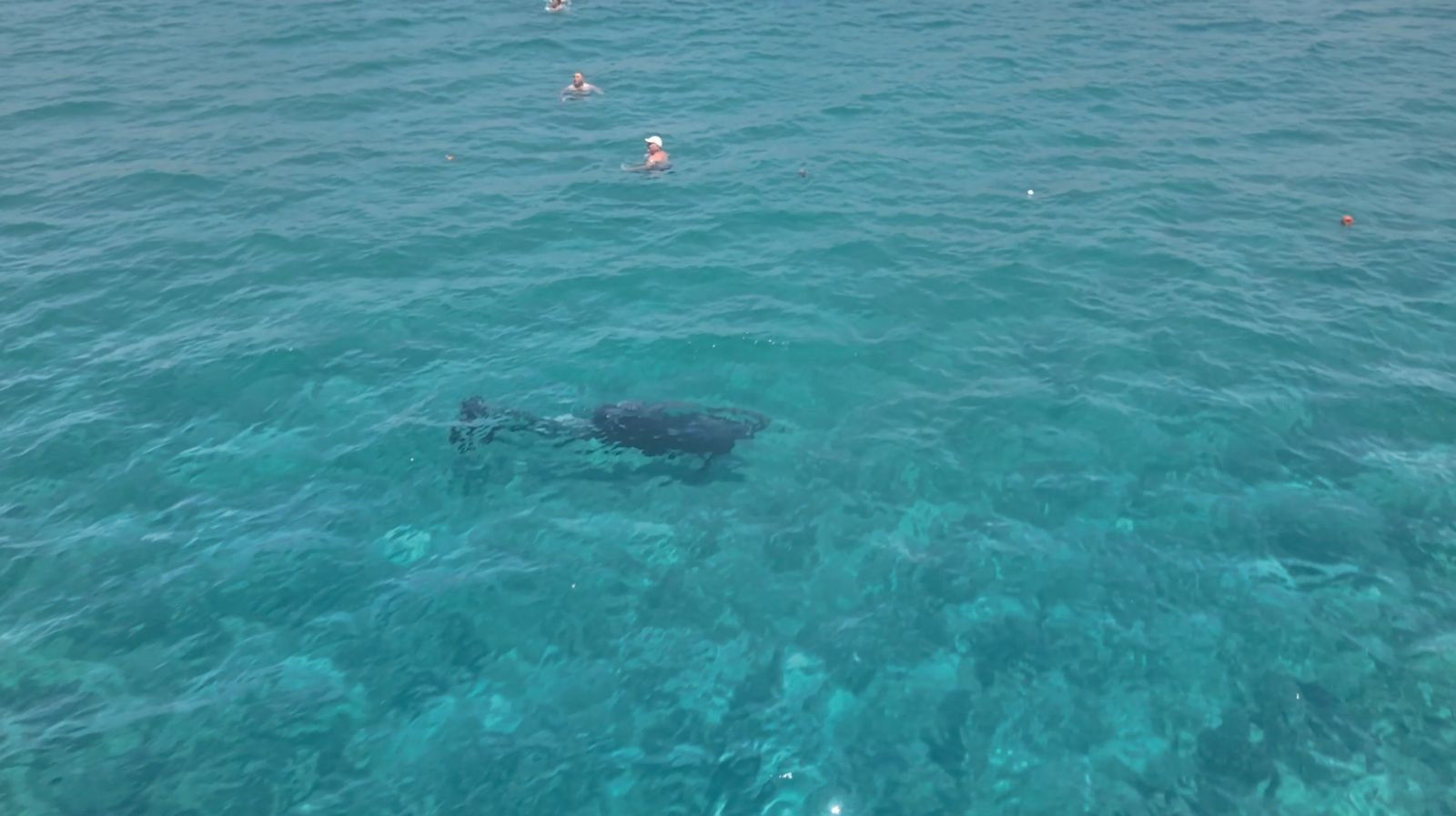 Gündemden Son Bilgiler: Son Gelişme: Alanya’da sürpriz misafir: Turistlerle dakikalarca yüzdü: İşte Ayrıntılar