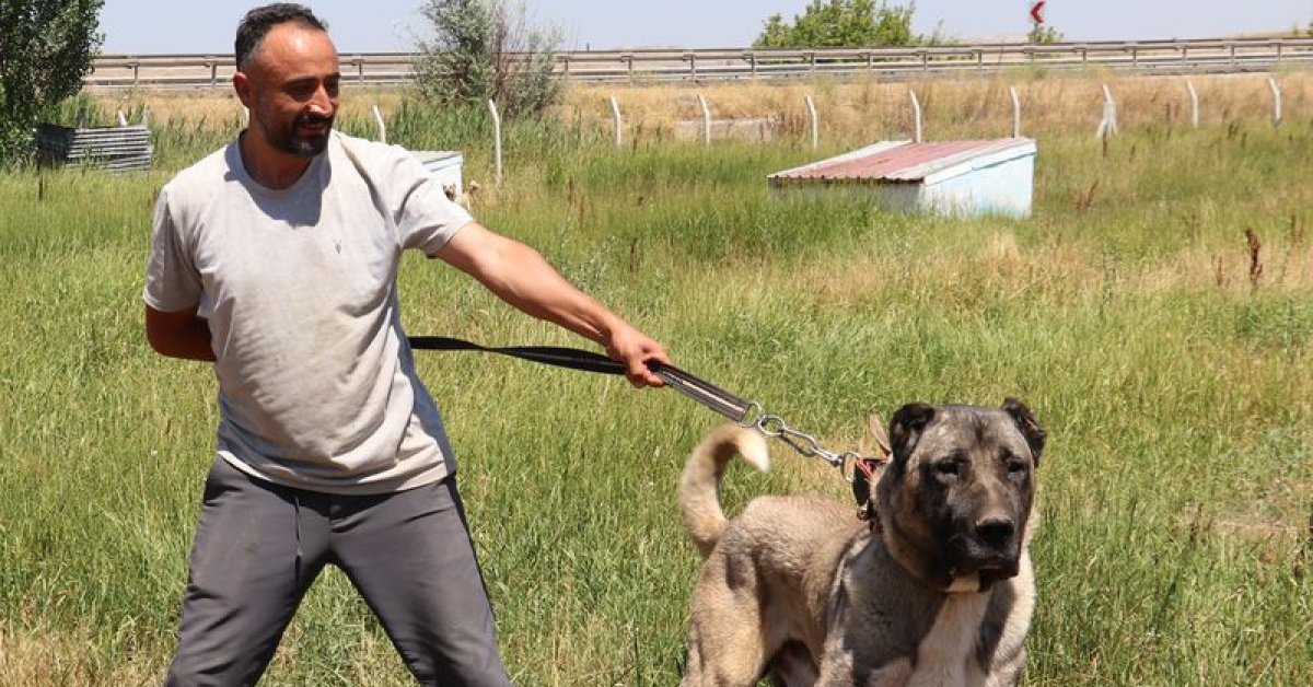 Ayrıntılar Netleşti: 'En güzel Kangal' olmak için yarışacaklar ve Son Gelişmeler ve Merak Edilenler