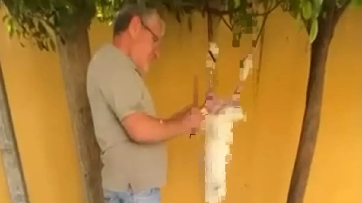 Son Gelişme: Son Gelişme: Okul bahçesinde tavşan kesen cani Gözaltında | İşte Tüm Ayrıntılar